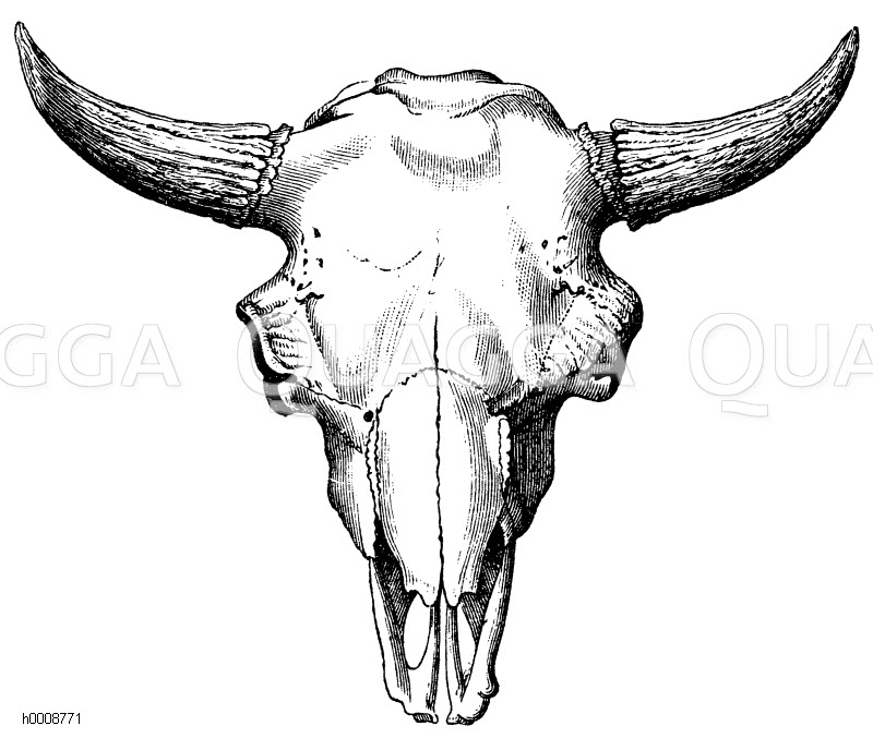 Wisent Schädel Quagga Illustrations
