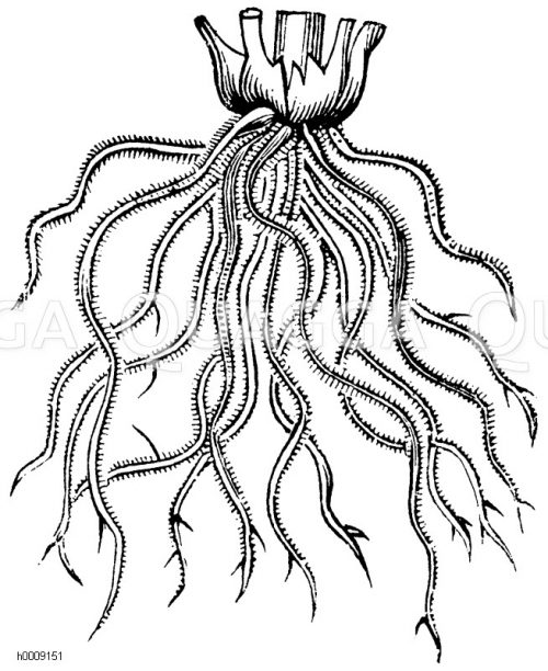 Pfahlwurzel, schematisch