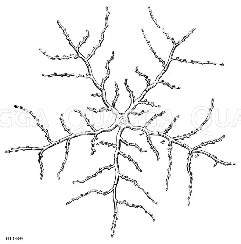 Schematische Zeichnung der mittleren flach ausgebreiteten Astetage