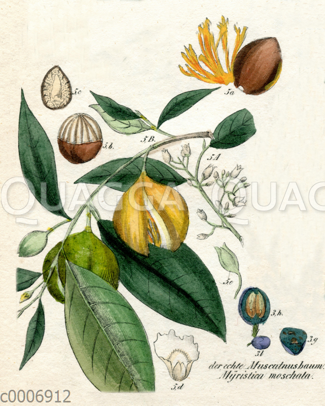 c0006912 Muskatnuss