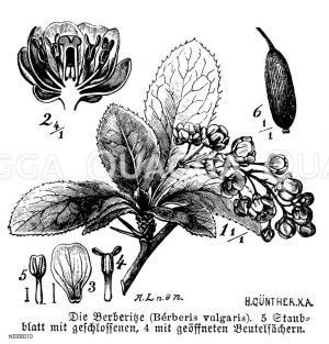 Balsaminaceae - Balsaminengewächse