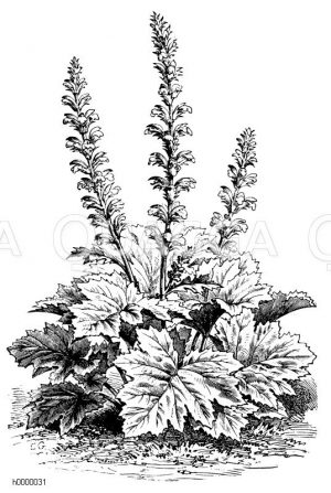Breitblättriger Akanthus [Digital]