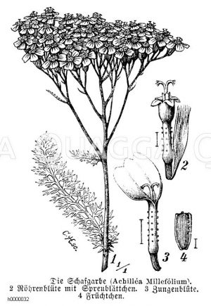 Schafgarbe mit Blüte