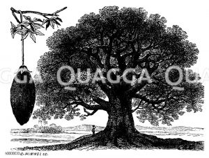 Affenbrotbaum, Baobab mit Frucht [Digital]