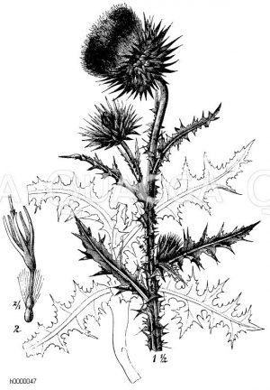 Nickende Distel [Digital]