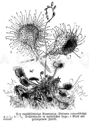 Rundblättriger Sonnentau mit gefangenem Insekt [Digital]