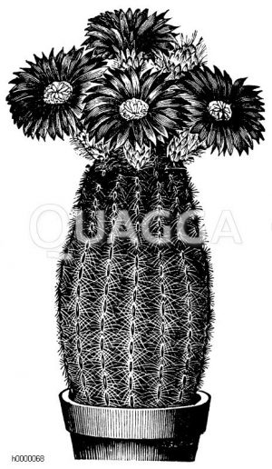 Kamm-Igel-Kerzenkaktus im Topf mit Blüte [Digital]