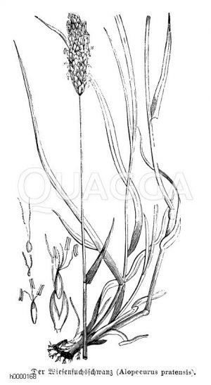 Wiesenfuchsschwanz [Digital]