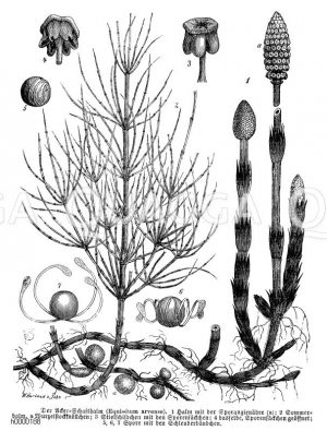 Equisetaceae - Schachtelhalmgewächse