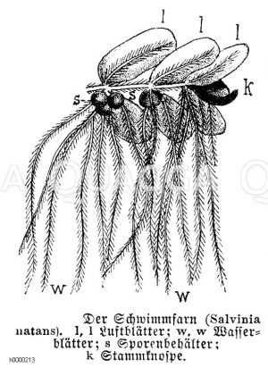 Salviniaceae - Schwimmfarngewächse