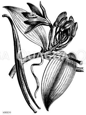 Flachblättrige Vanille mit Blüte und Schote [Digital]