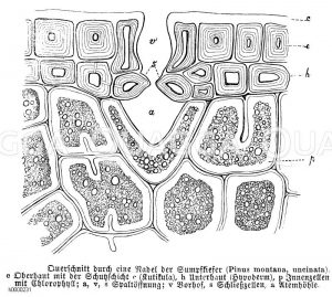Sumpfkiefer: Querschnitt durch eine Nadel, mit Oberhaut, Kuticula, Unterhaut, Spaltöffnung [Digital]