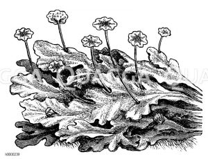 Vielgestaltiges Lebermoos: mit Antheridienträgern [Digital]