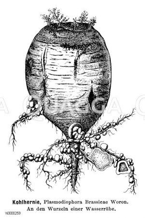 Kohlhernie [Digital]