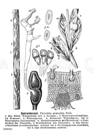 Getreiderost [Digital]