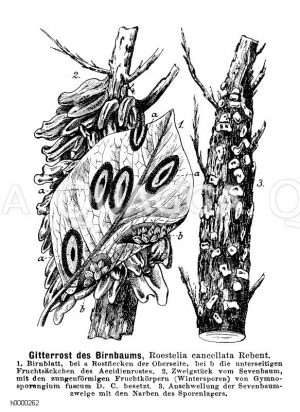 Gitterrost des Birnbaums [Digital]