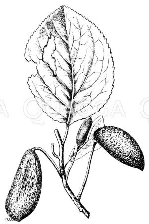 Taschen der Zwetschgen [Digital]