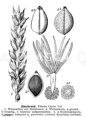 Steinbrand [Digital]