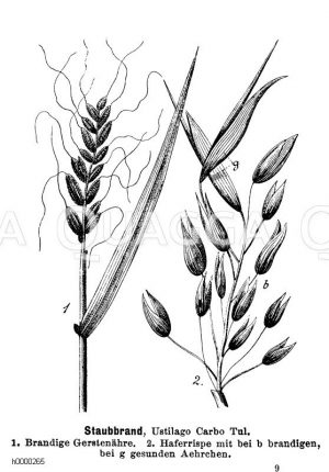 Staubbrand [Digital]