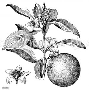 Rutaceae - Rautengewächse