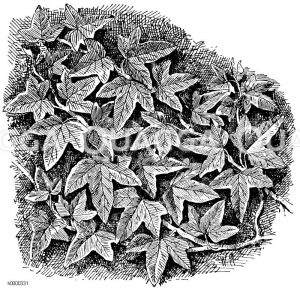 Araliaceae - Efeugewächse