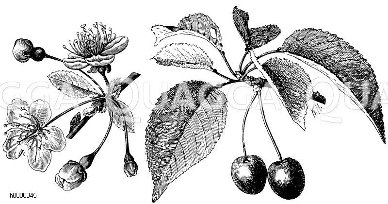Süßkirsche, Zweig mit Blüte und Frucht [Digital]