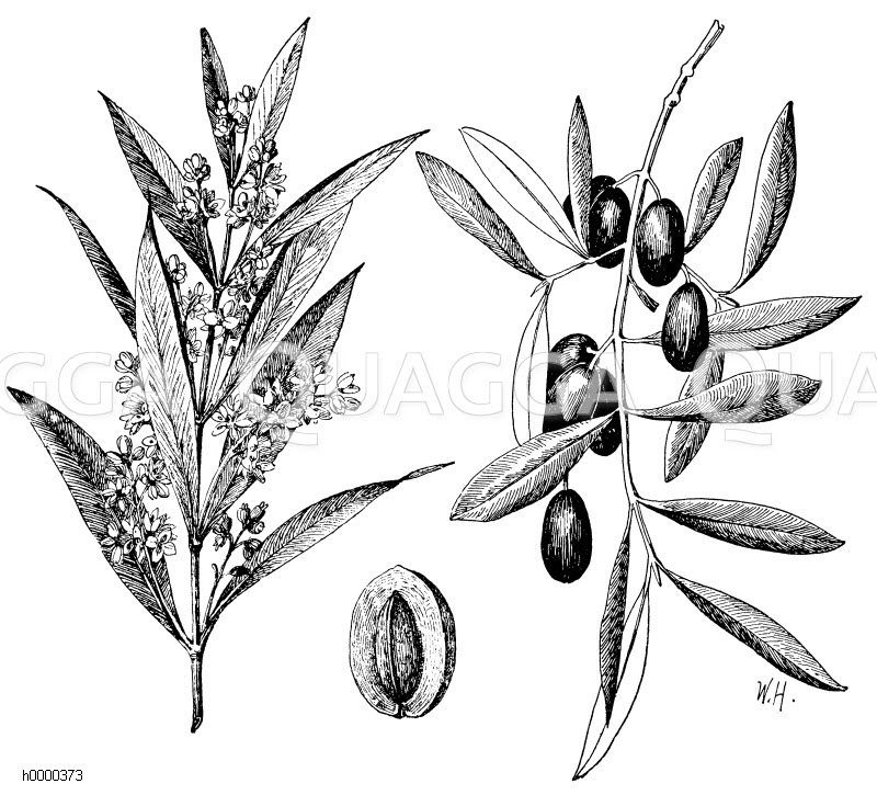 lbaum, links: aufrechtstehender, blhender Zweig, mitte: geffnete Frucht,  rechts: hngender, fruchttragender Zweig -