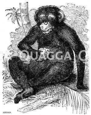 Schimpanse - Bildkategorie - Quagga Illustrations Bilddatenbank