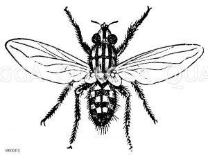 Schmeißfliege [Digital]