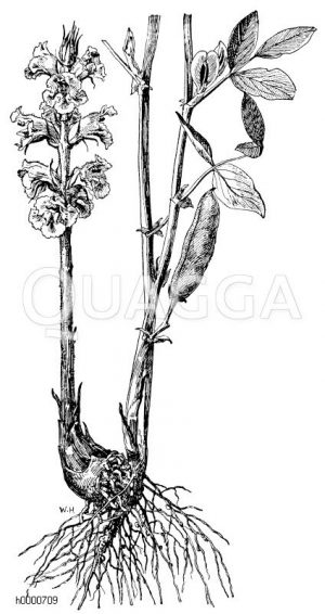 Sommerwurz, auf der Wurzel der Pferde- oder Saubohne schmarotzend [Digital]