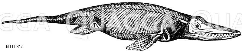Ichthyosaurus (Jura) [Digital]