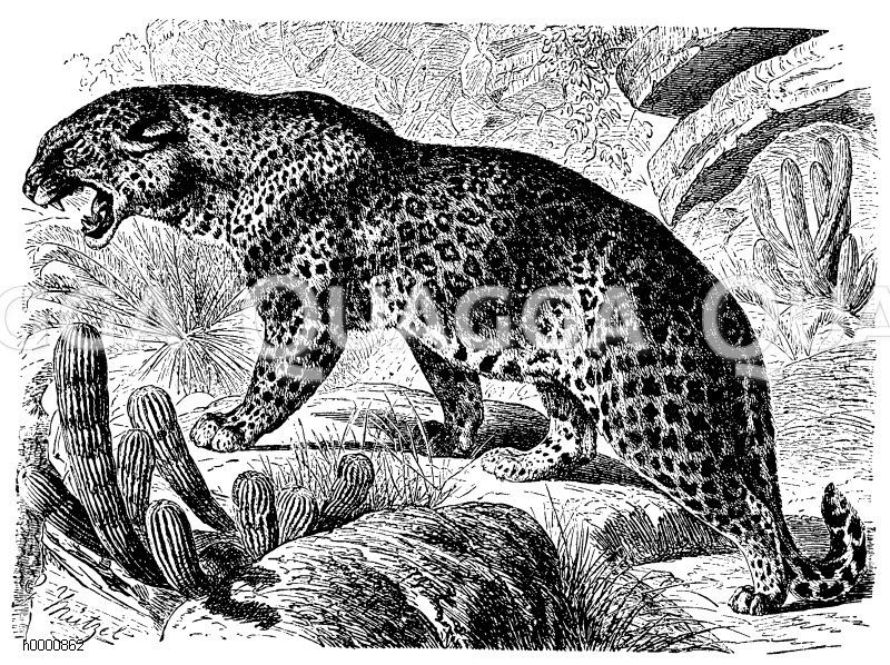 Leopard [Digital]