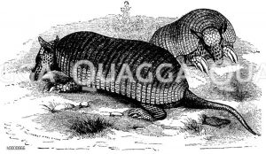 Riesengürteltier [Digital]