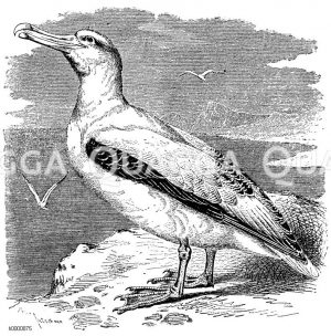 Albatrosse - Diomedeidae