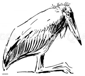 Marabu