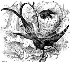 Topaskolibri [Digital]