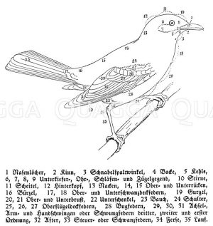 Vogel: Schema [Digital]