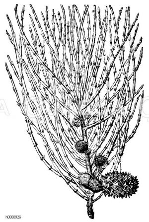 Casuarina [Digital]