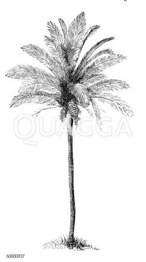 Pfirsichpalme [Digital]