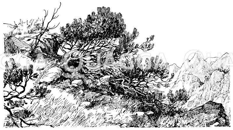 Zwergkiefer im Hochgebirge [Digital]