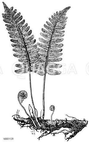 Polypodiaceae - Tüpfelfarngewächse