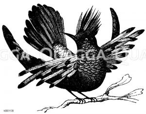 Prachtelfe, Schopfkolibri [Digital]