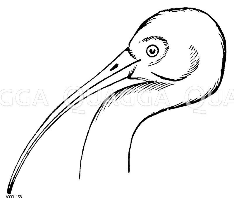 Roter Ibis: Kopf [Digital]