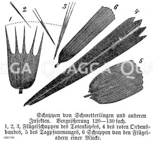 Schuppen von Schmetterlingen und anderen Insekten [Digital]