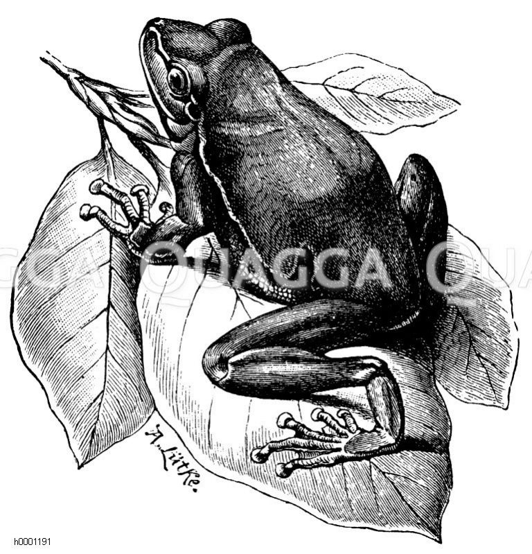 Laubfrosch Quagga Illustrations laubfrosch-quagga-illustrations