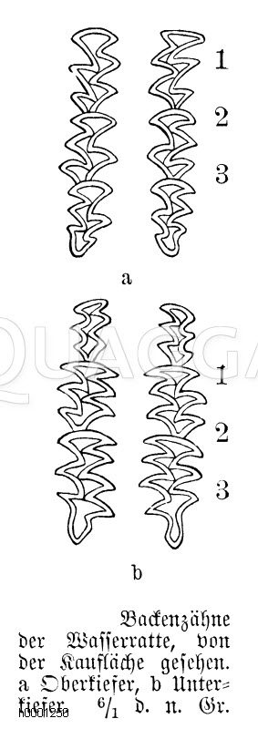 Wasserratte: Zähne [Digital]