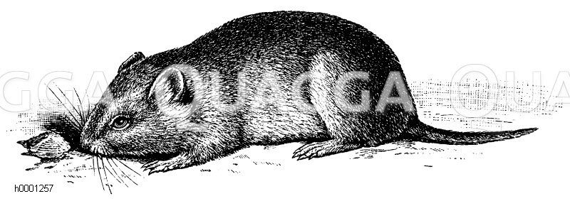 Feldmaus [Digital]