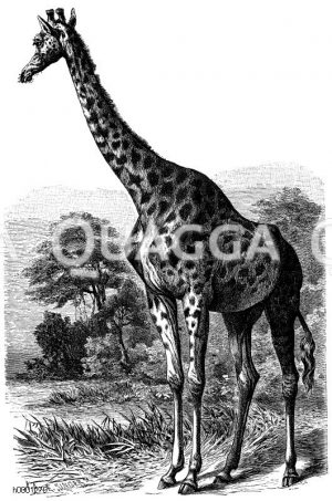 Giraffe [Digital]