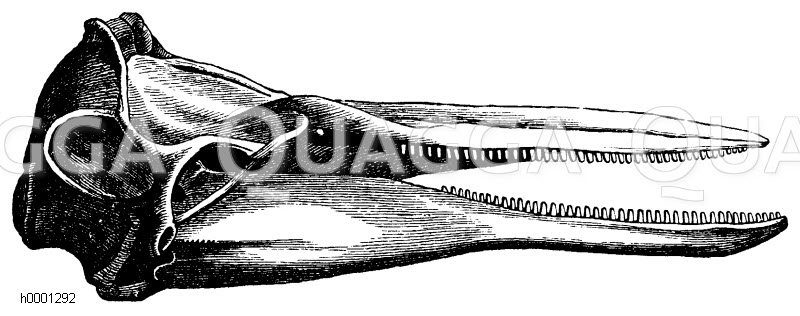 Delfin: Schädel [Digital]