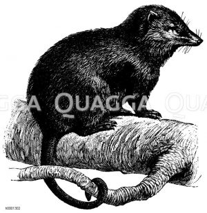 Opossum, virginische Beutelratte [Digital]